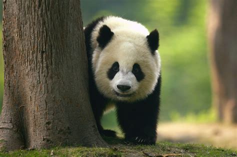 animals that are in china
